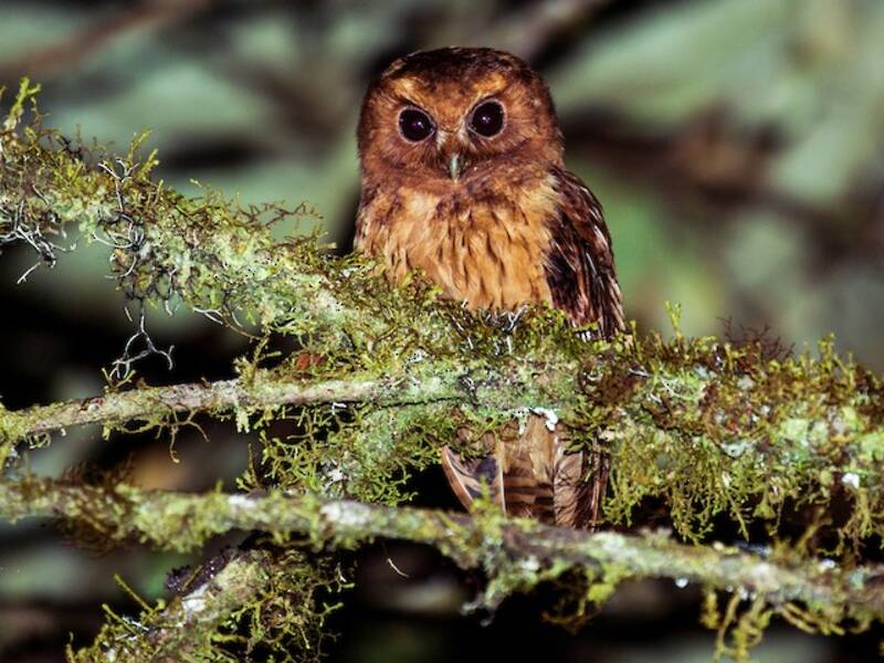 Cinnamon Screech-Owl, Photos 3