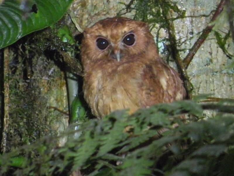 Cinnamon Screech-Owl, Photos 2