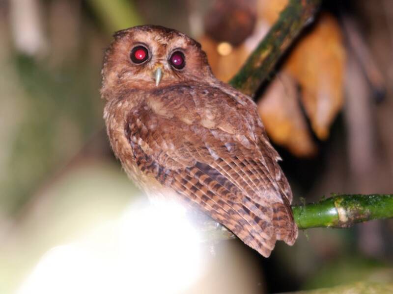 Cinnamon Screech-Owl, Photos 4