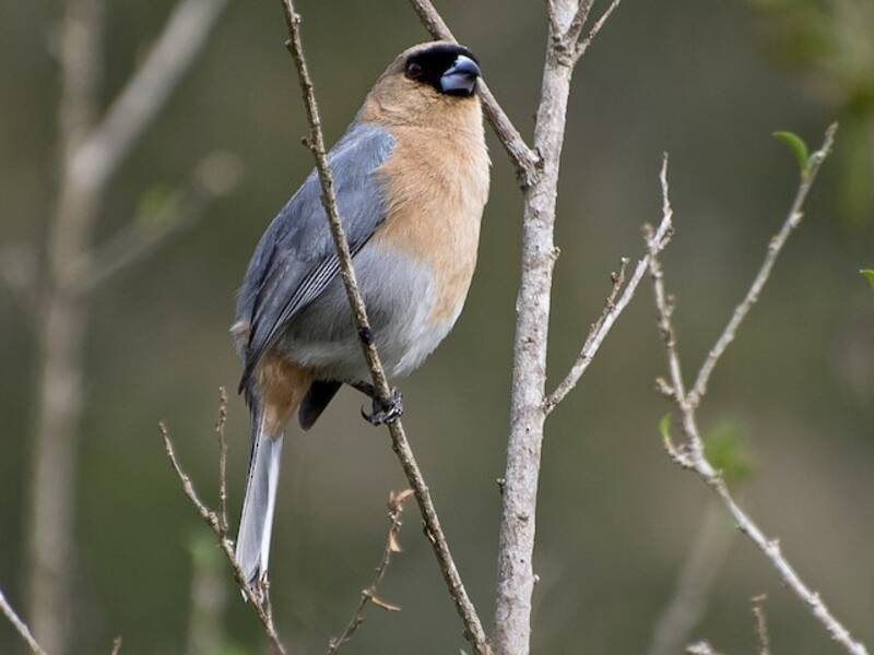 Tanagra cannella, Foto 3