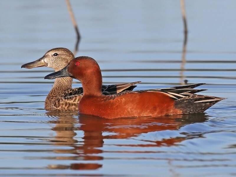 Alzavola cannella