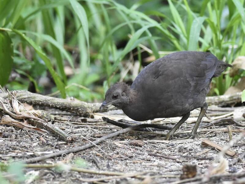 Tinamù cinerino, Foto 4