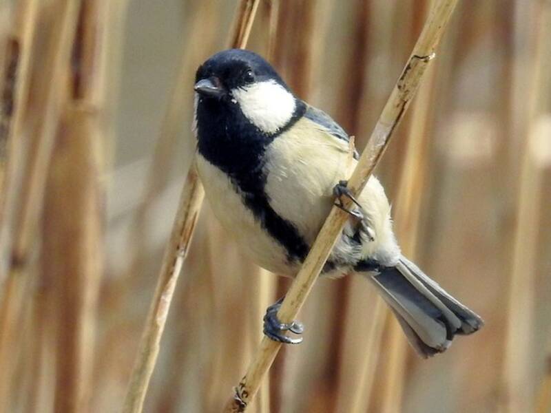 Mésange asiatique