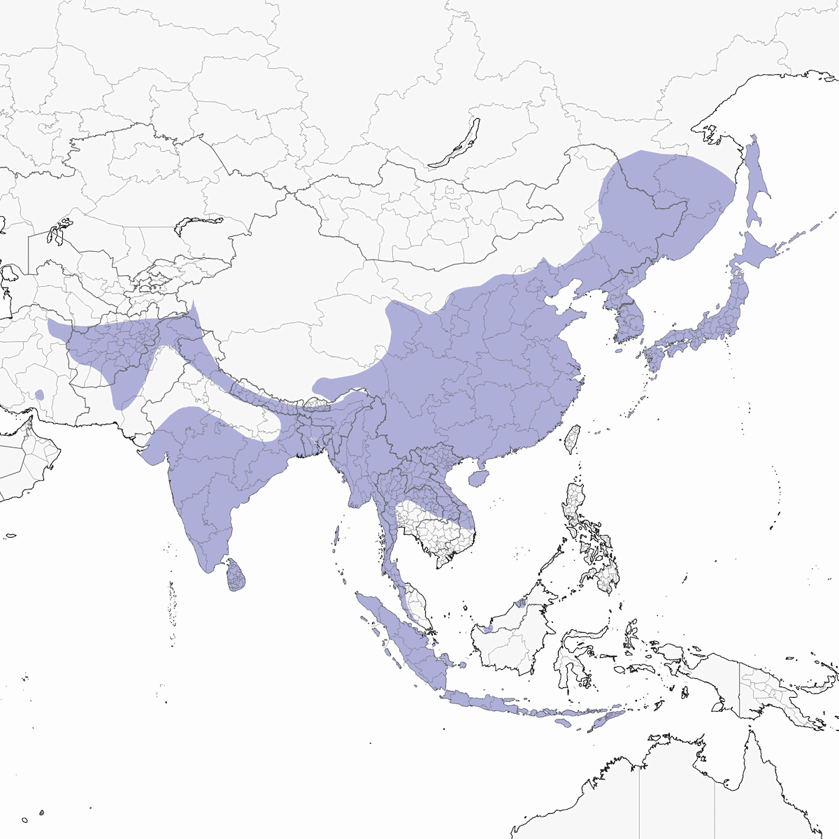 Cincia asiatica, Distribuzione 1