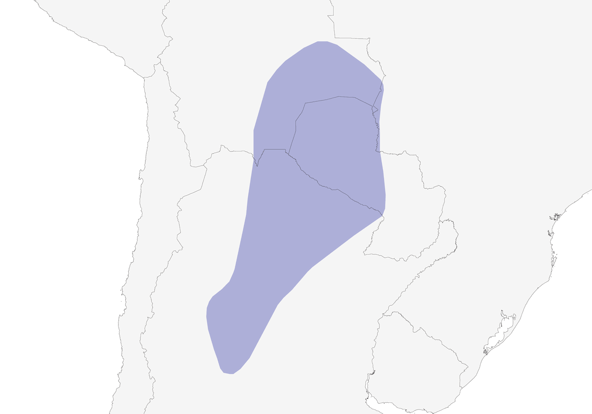 Tiranno cenerino, Distribuzione 1