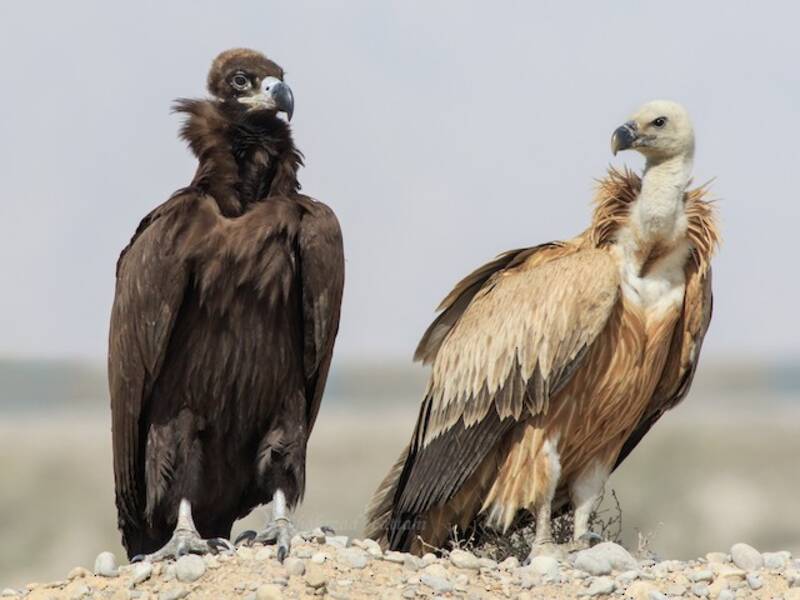 Cinereous Vulture (Aegypius monachus)