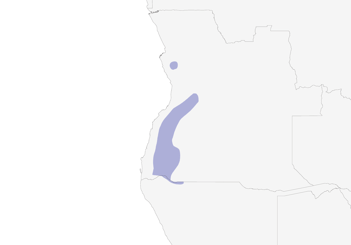 Astrilde cenerina, Distribuzione 1