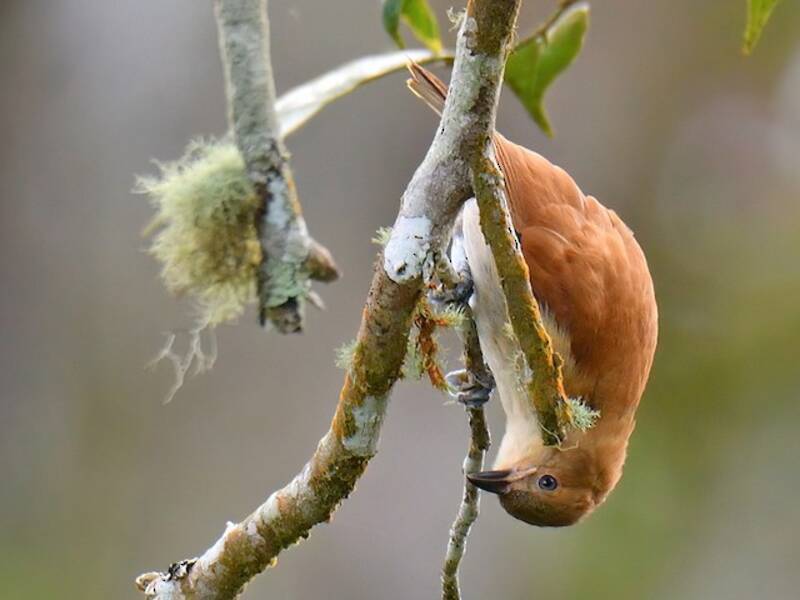 Zimtblatthühnchen, Fotos 4