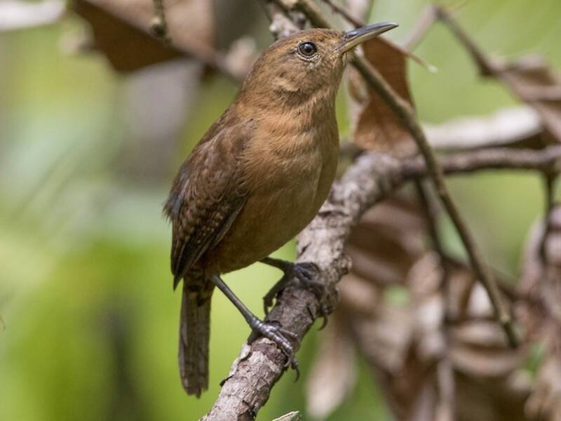 Kalinago Wren