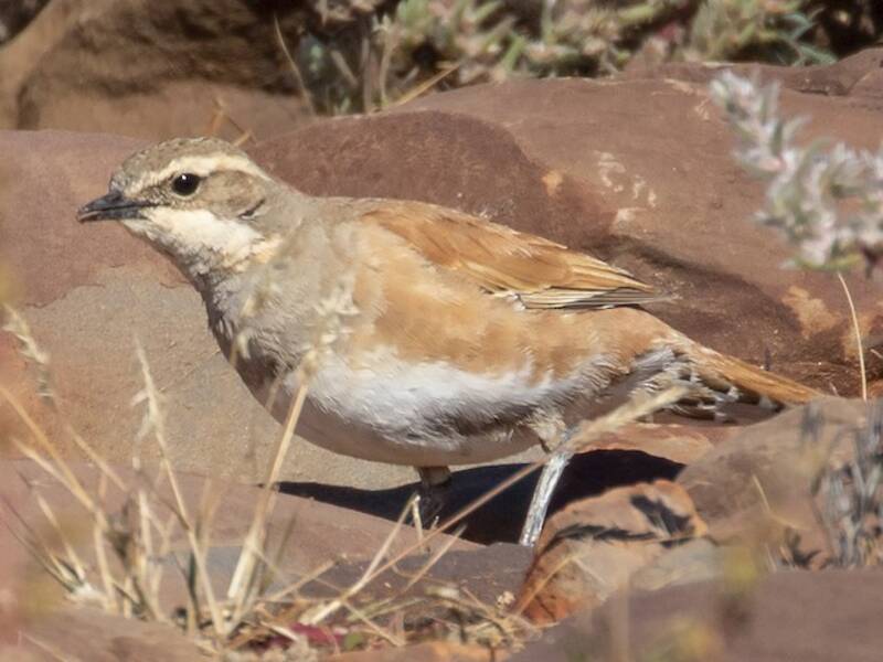 Tordo-quaglia cannella, Foto 2