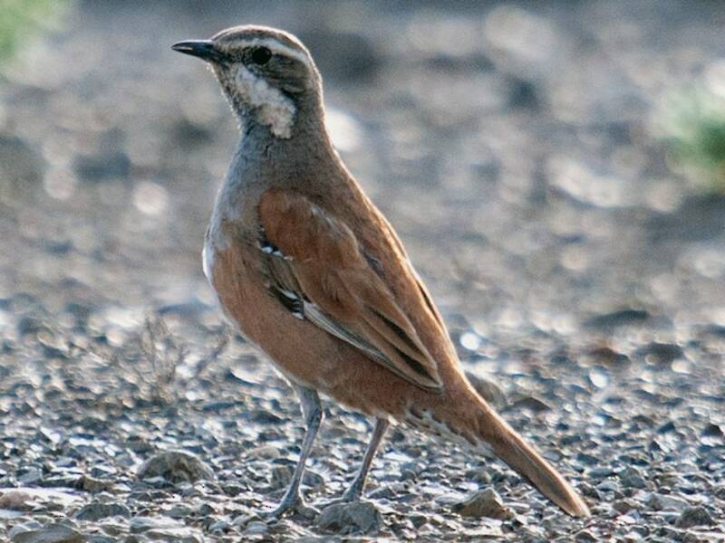 Tordo-quaglia cannella, Foto 4
