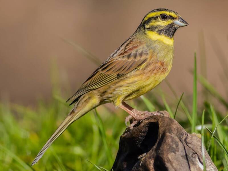 Cirl Bunting, Photos 2