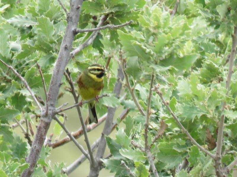 Cirl Bunting, Photos 3
