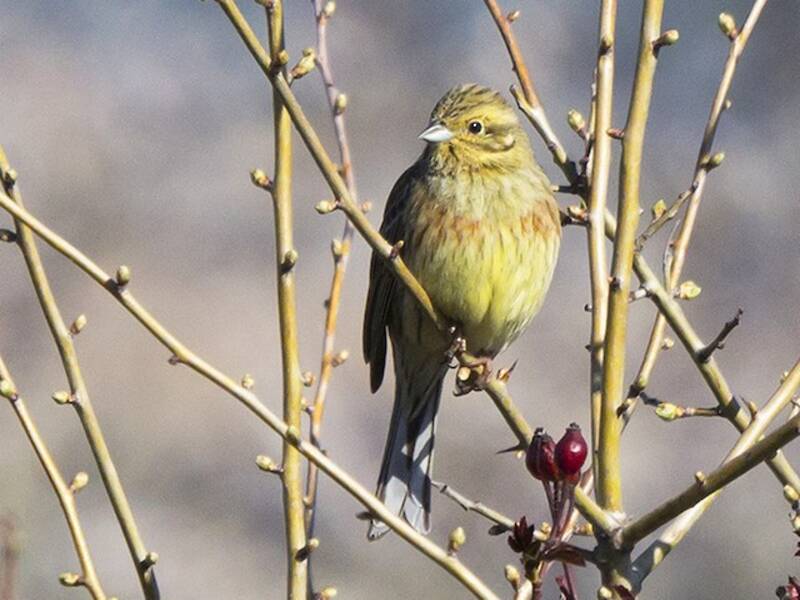 Cirl Bunting, Photos 4