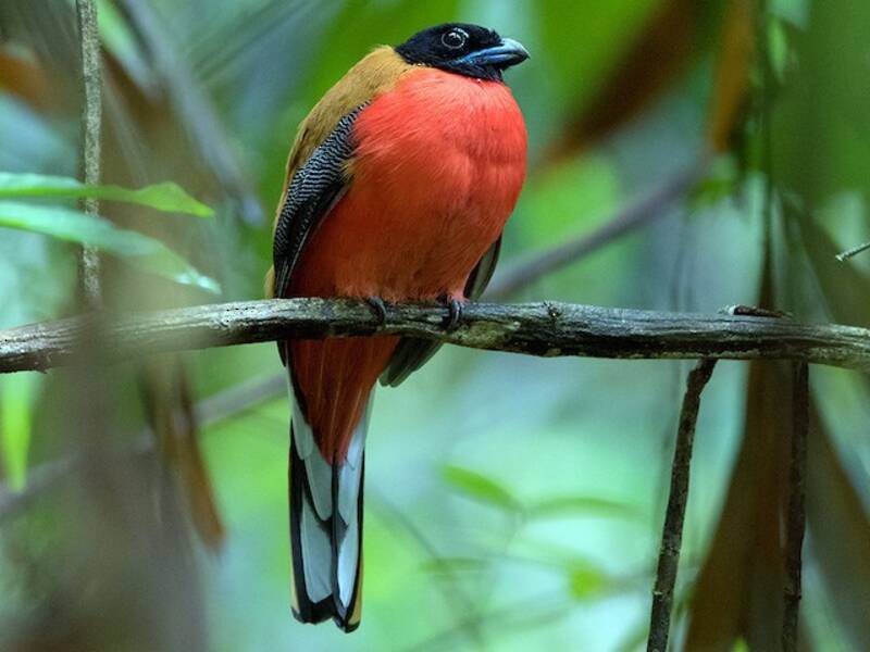 Cinnamon-rumped Trogon (Harpactes orrhophaeus)