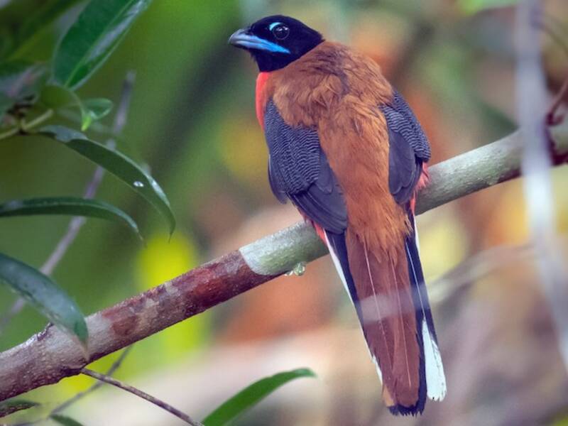 Cinnamon-rumped Trogon, Photos 2