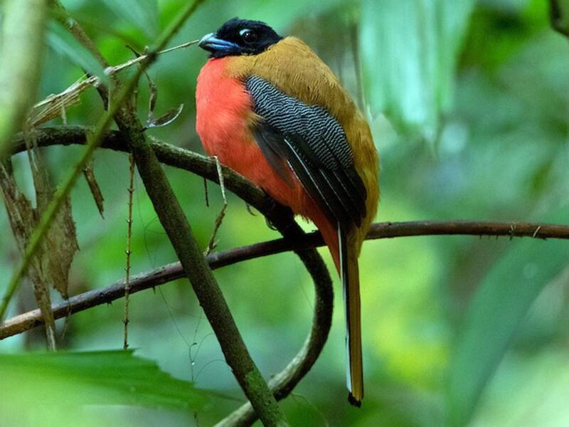 Cinnamon-rumped Trogon, Photos 4