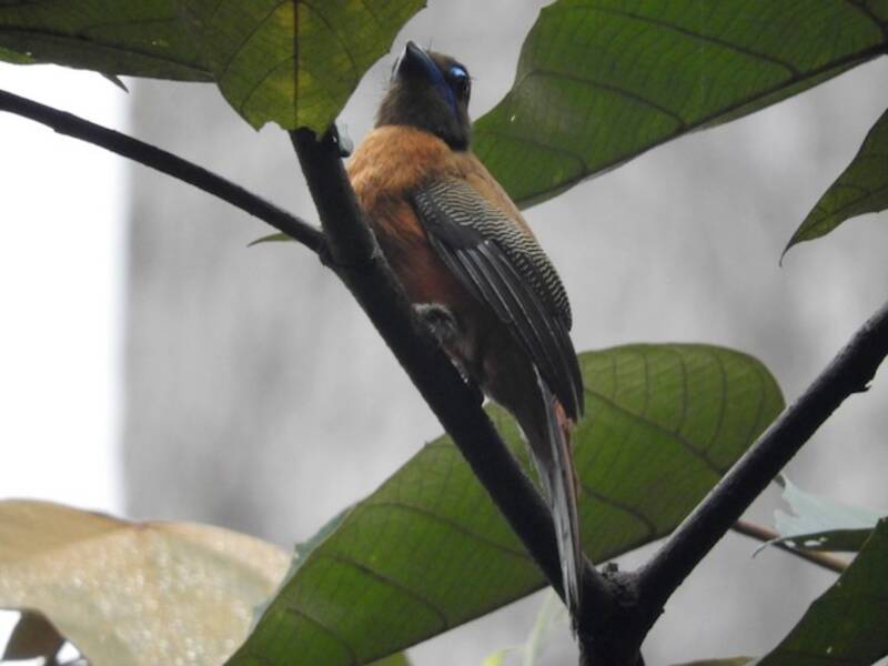 Cinnamon-rumped Trogon, Photos 3