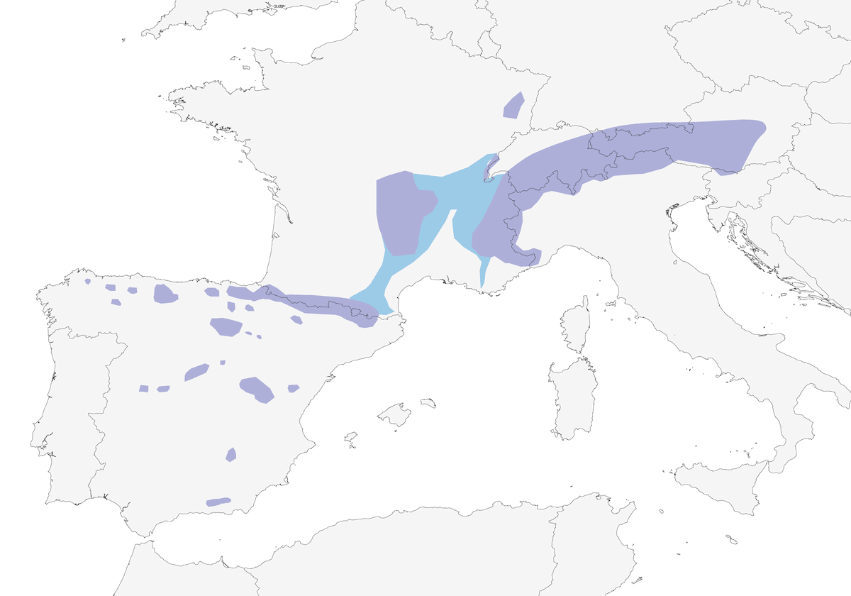 Fringuello citrino, Distribuzione 1