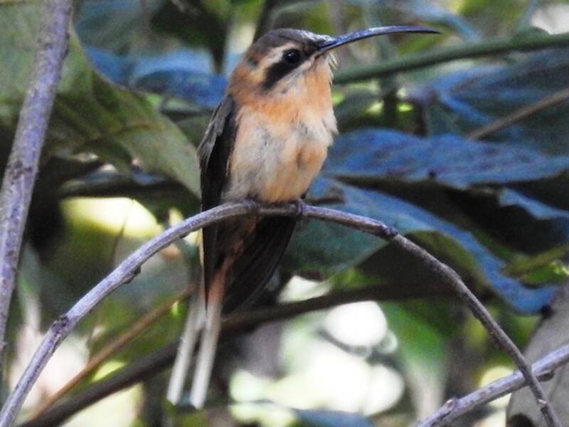 Colibrì eremita gola cannella, Foto 3