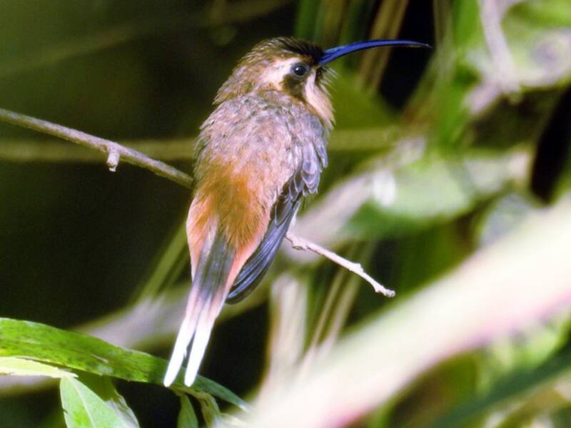 Cinnamon-throated Hermit