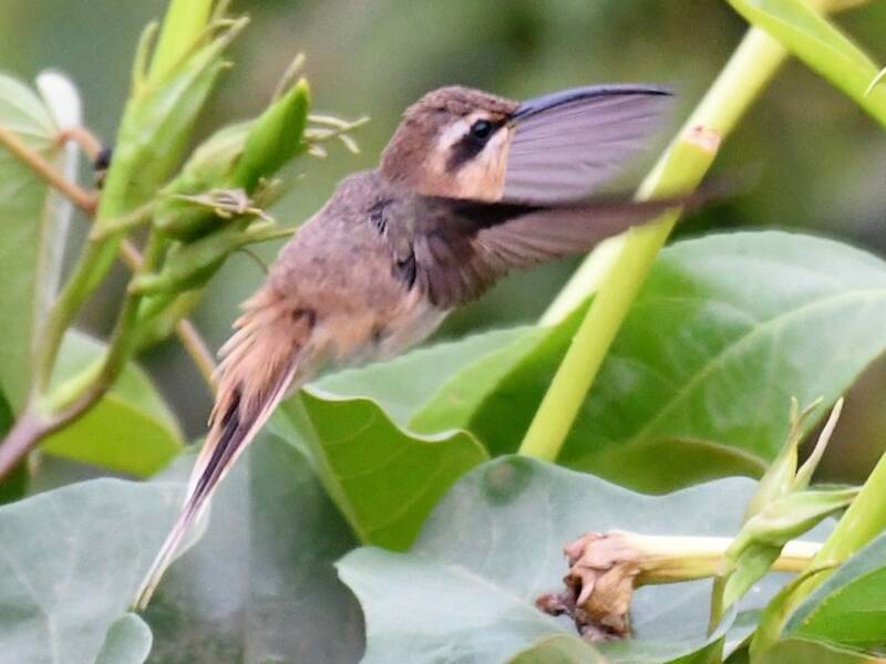 Colibrì eremita gola cannella, Foto 2