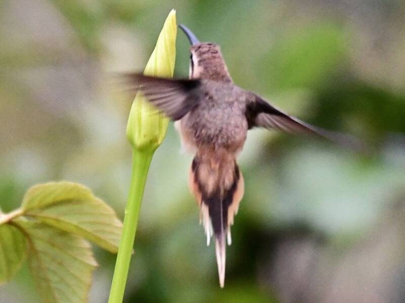 Colibrì eremita gola cannella, Foto 4