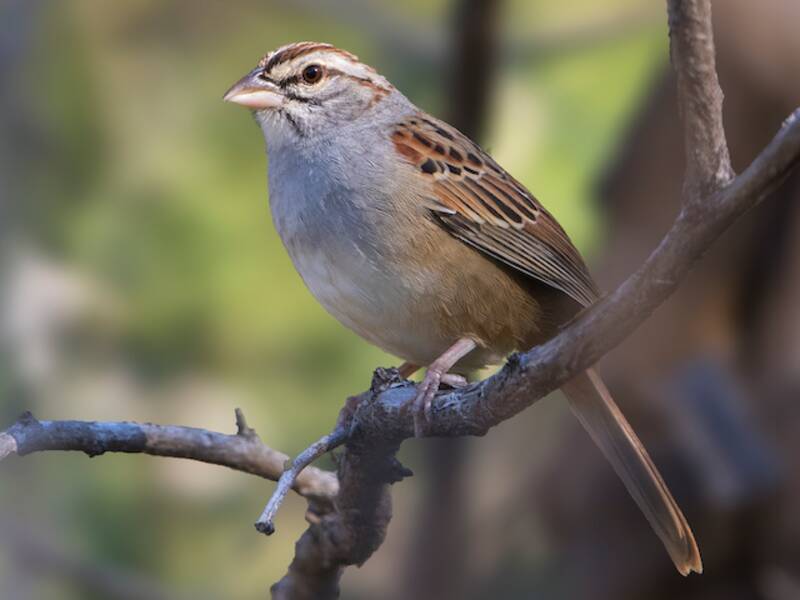 Cinnamon-tailed Sparrow, Photos 4