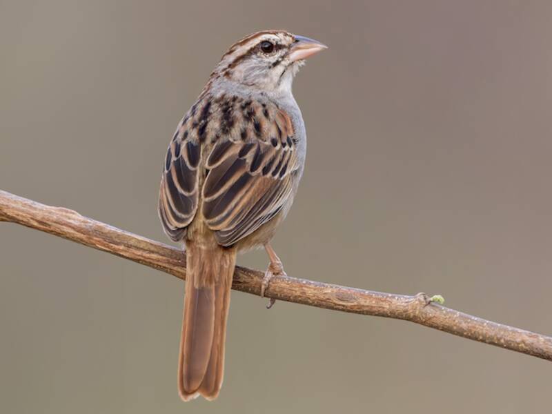Cinnamon-tailed Sparrow, Photos 3