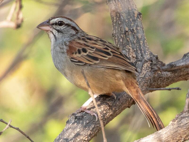 Cinnamon-tailed Sparrow, Photos 2