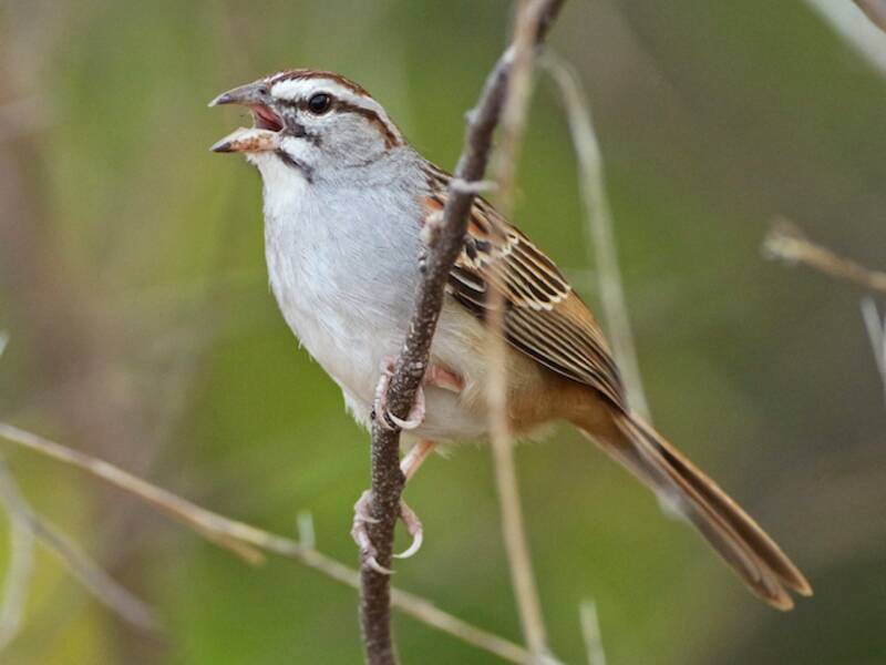 Cinnamon-tailed Sparrow