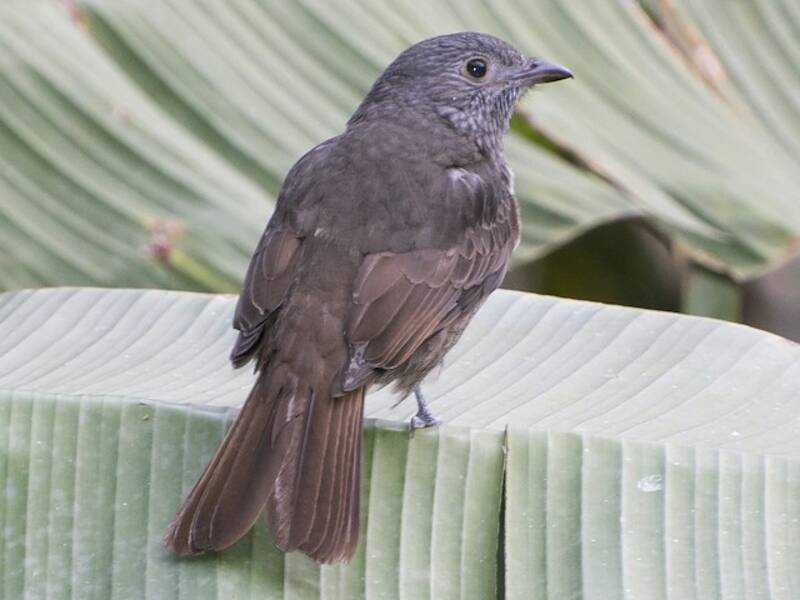 Cinnamon-vented Piha, 照片 3