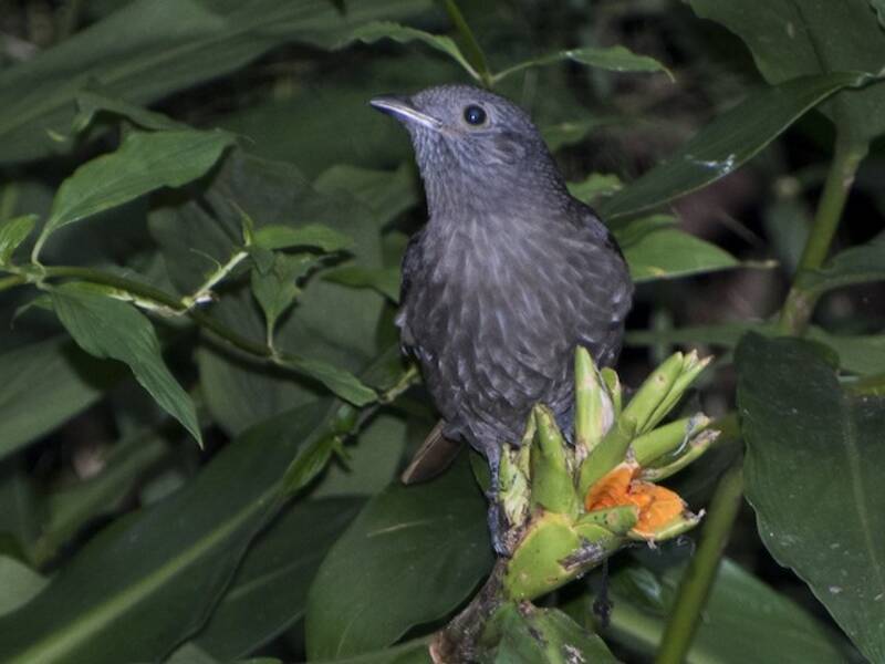 Cinnamon-vented Piha, 照片 2