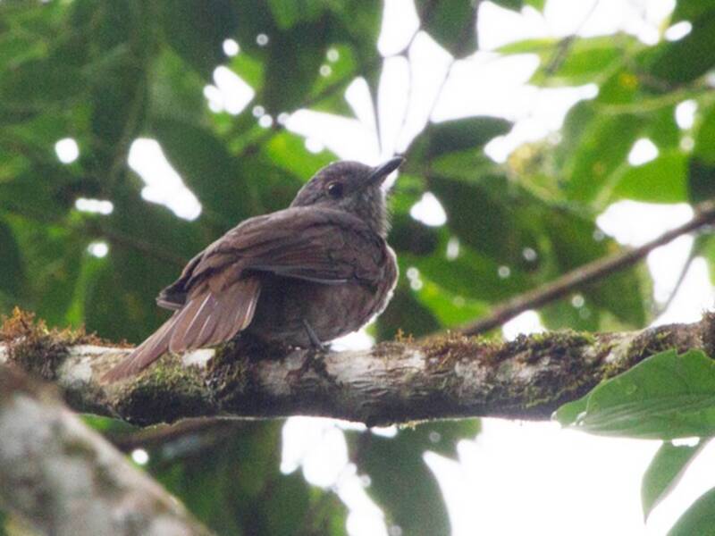 Cinnamon-vented Piha, 照片 4