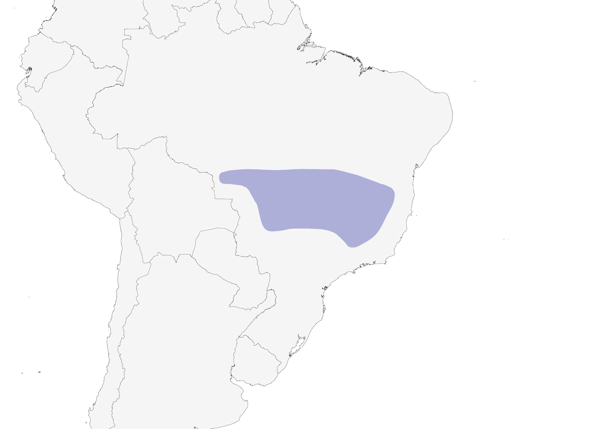 Fringuello canterino cenerino, Distribuzione 1