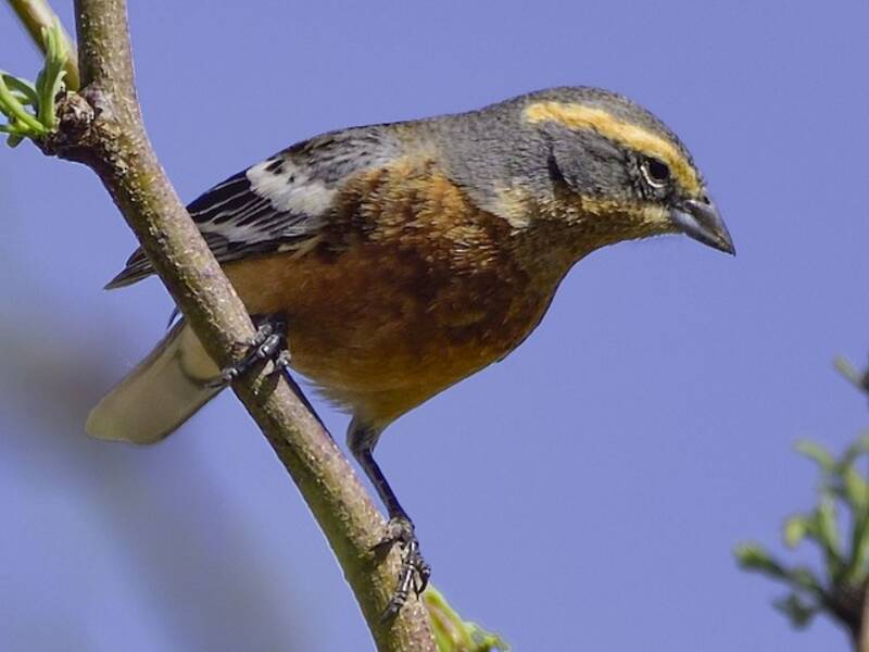 Cinnamon Warbling Finch, Photos 4
