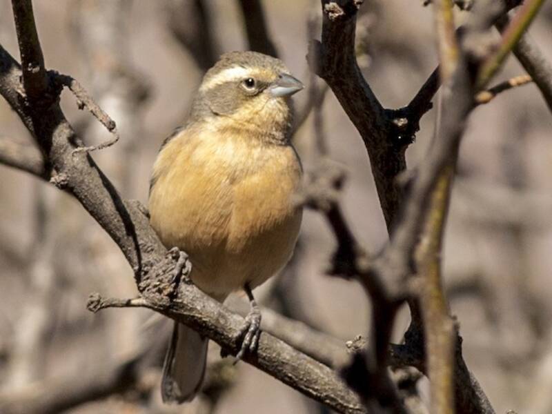 Cinnamon Warbling Finch, Photos 2