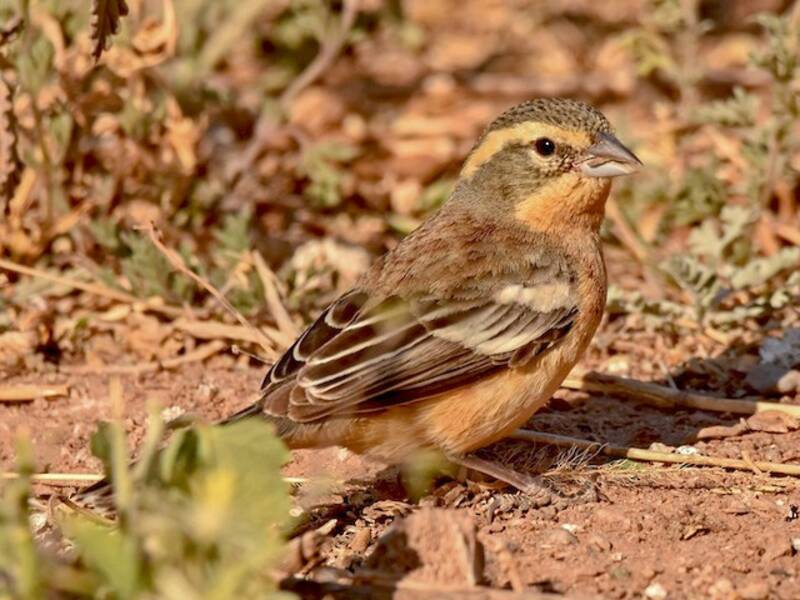 Cinnamon Warbling Finch, Photos 3