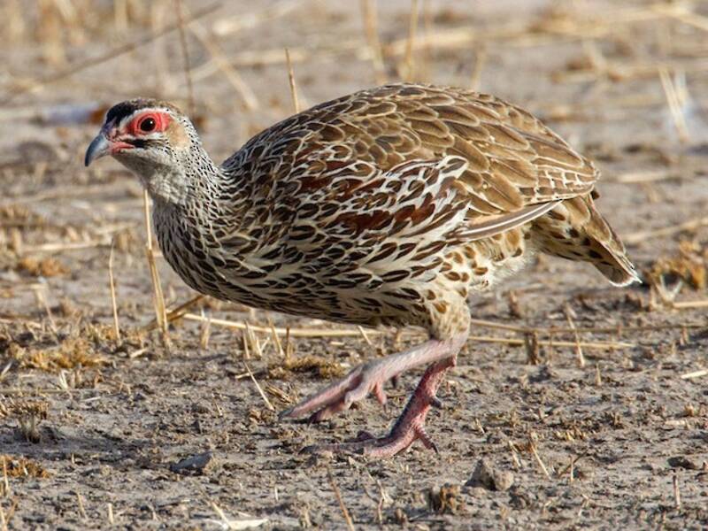 Clapperton's Spurfowl, Photos 4