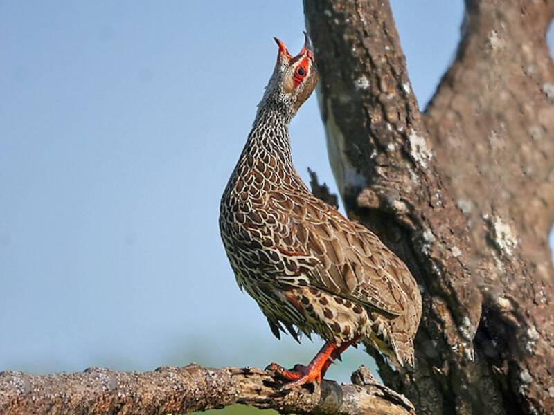 Clapperton's Spurfowl, Photos 2