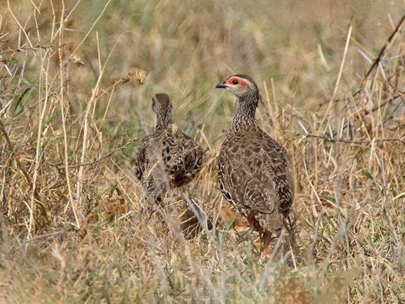 Clapperton's Spurfowl