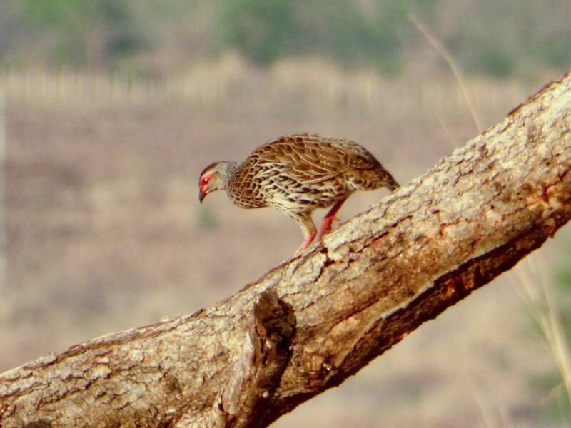 Clapperton's Spurfowl, Photos 3