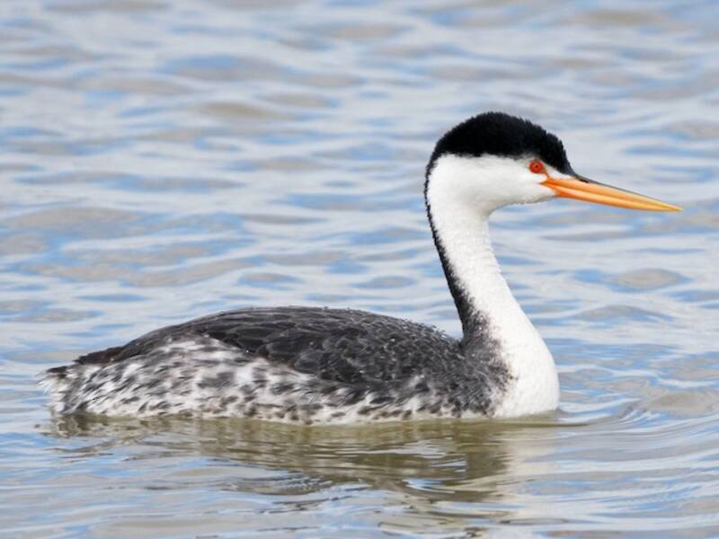 Clark's Grebe (Aechmophorus clarkii)