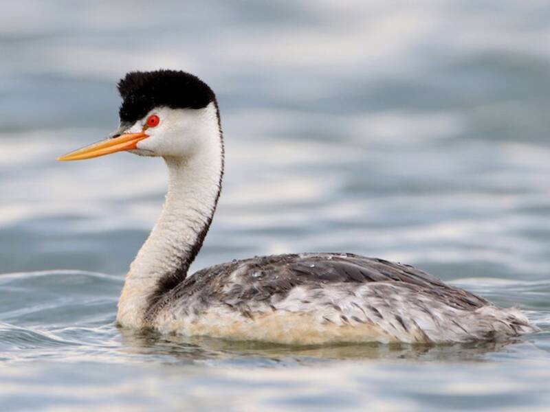 Clark's Grebe, Photos 2