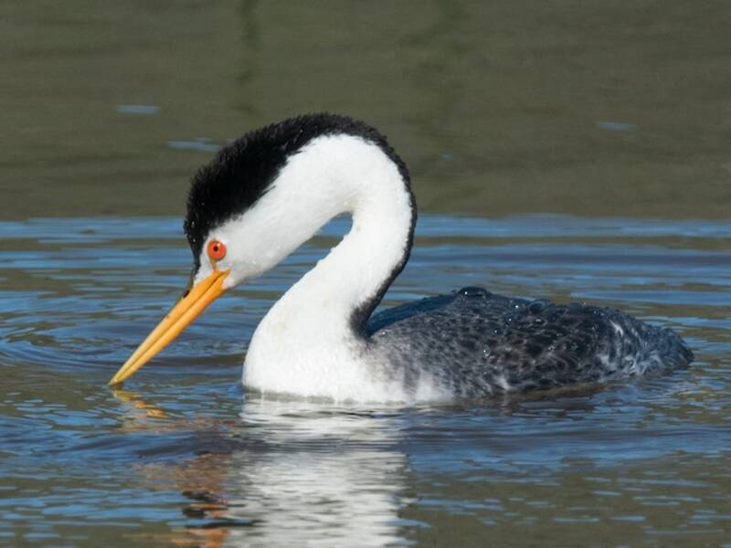 Clark's Grebe, Photos 3
