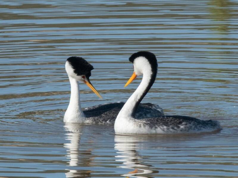 Clark's Grebe, Photos 4