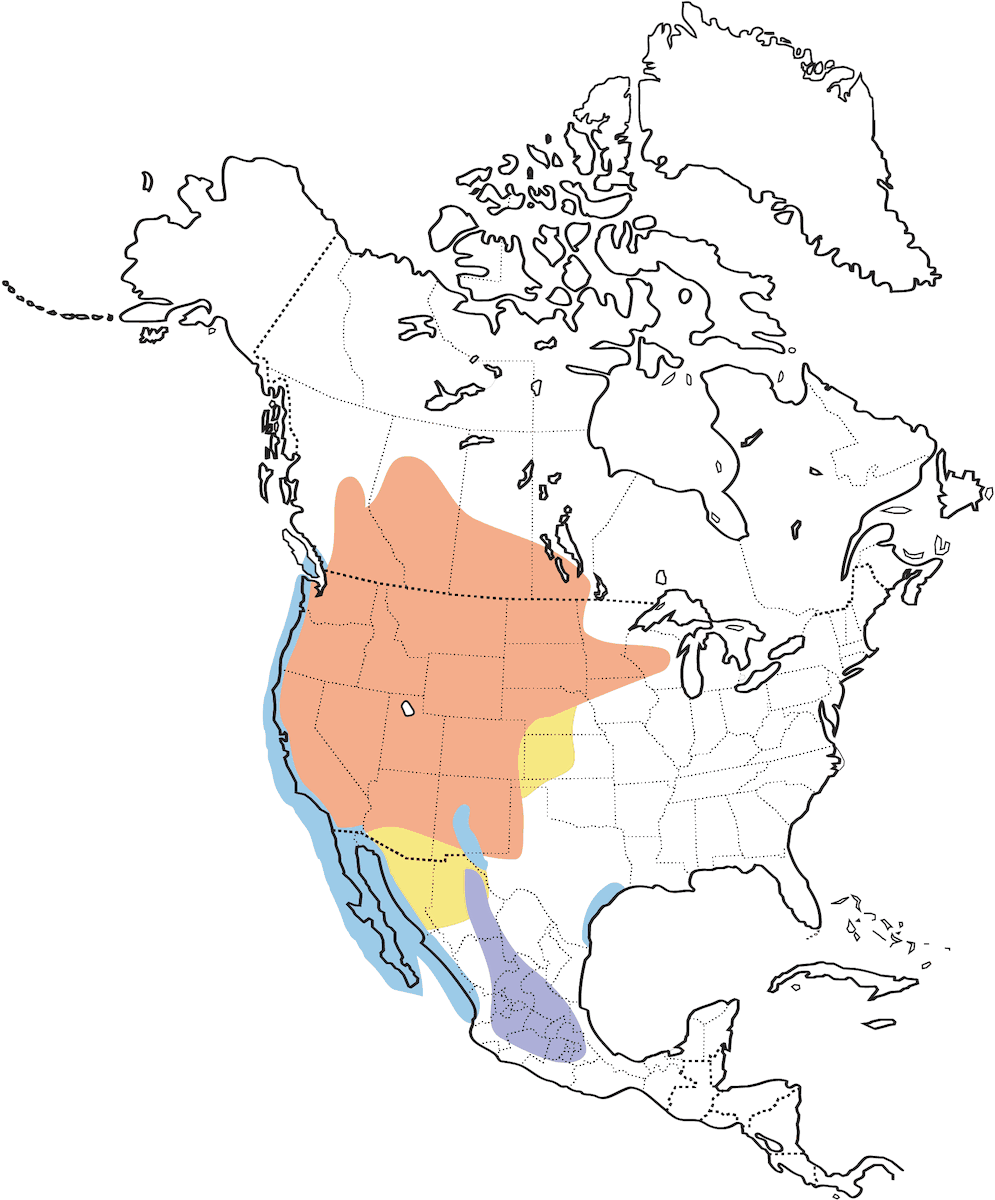 Clark's Grebe, Distribution 1