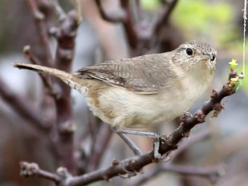 Clarion Wren, Photos 2