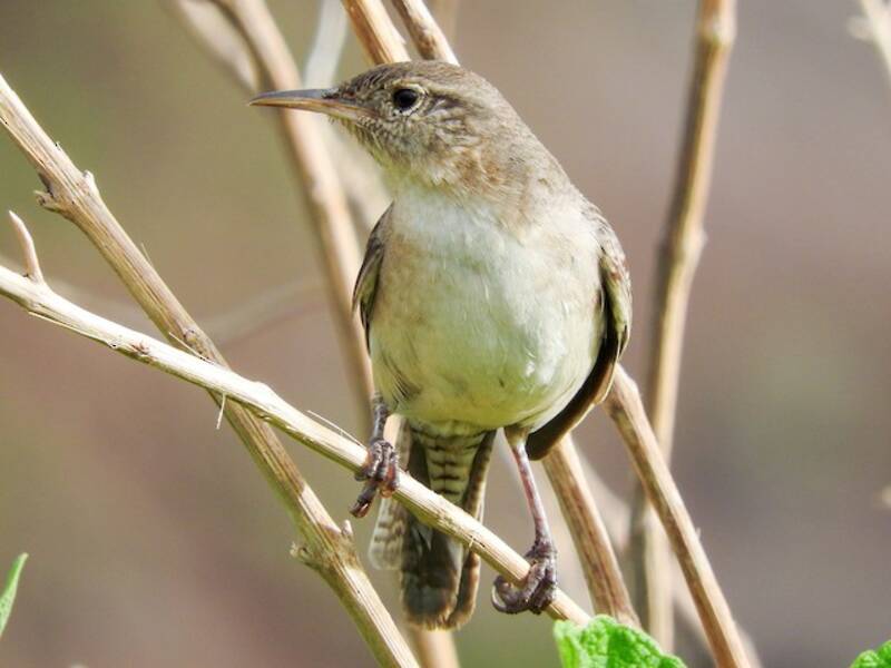 Clarion Wren, Photos 3