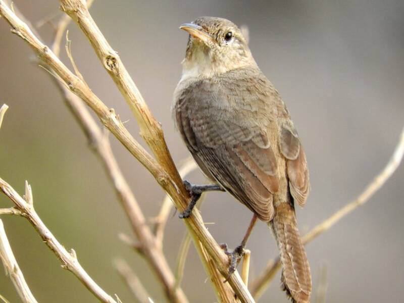 Clarion Wren, Photos 4
